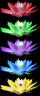Water lily designs